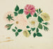 Rosas de junio - Mary Altha Nims — vista de la obra
