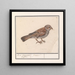 Rousserolle effarvatte Emberiza schoeniclus - Anselmus Botius de Boodt — cuadro enmarcado en la pared