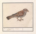 Rousserolle effarvatte Emberiza schoeniclus - Anselmus Botius de Boodt — vista de la obra