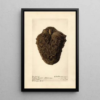 Royal Charles Steadman - Annona cherimola Golden Russet.webp