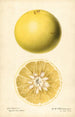 Citrus paradisi - Royal Charles Steadman — vista de la obra