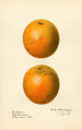 Citrus sinensis Enterprise - Royal Charles Steadman — artwork view