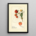 Fragaria Brow Giant - Royal Charles Steadman — cuadro enmarcado en la pared