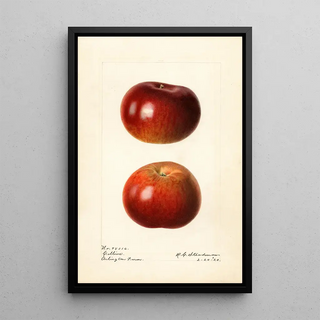 Royal Charles Steadman - Malus domestica Collins.webp