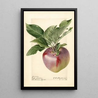 Royal Charles Steadman - Malus domestica Decarie.webp