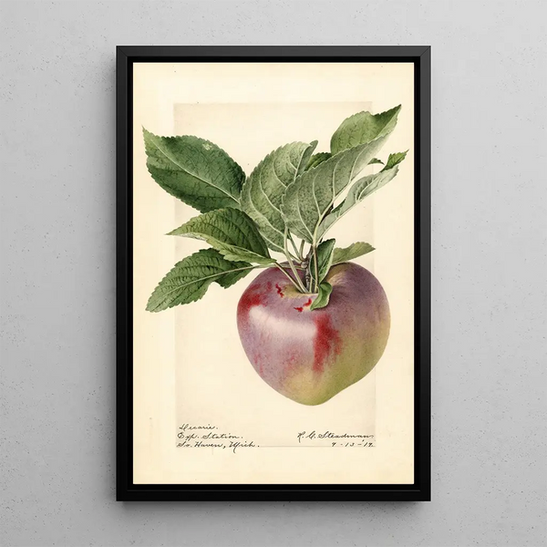 Royal Charles Steadman - Malus domestica Decarie.webp