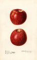 Malus domestica Missouri Pippin - Royal Charles Steadman — vista de la obra