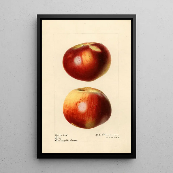 Royal Charles Steadman - Malus domestica Nero.webp