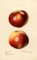 Malus domestica Nero - Royal Charles Steadman — artwork view