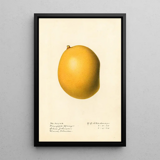 Royal Charles Steadman - Mangifera indica Pineapple Mango.webp