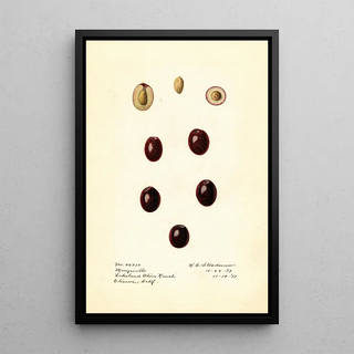 Royal Charles Steadman - Olea europaea Manzanillo.webp