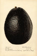 Persea Linda - Royal Charles Steadman - Royal Charles Steadman — artwork view