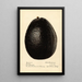 Persea Linda - Royal Charles Steadman - Royal Charles Steadman — framed artwork on a wall