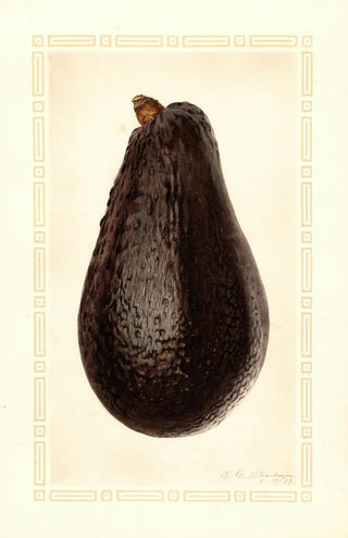 Royal Charles Steadman - Persea Thompson.webp