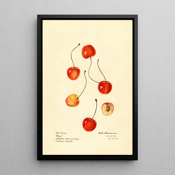Prunus avium Cass - Royal Charles Steadman - Royal Charles Steadman — cuadro enmarcado en la pared