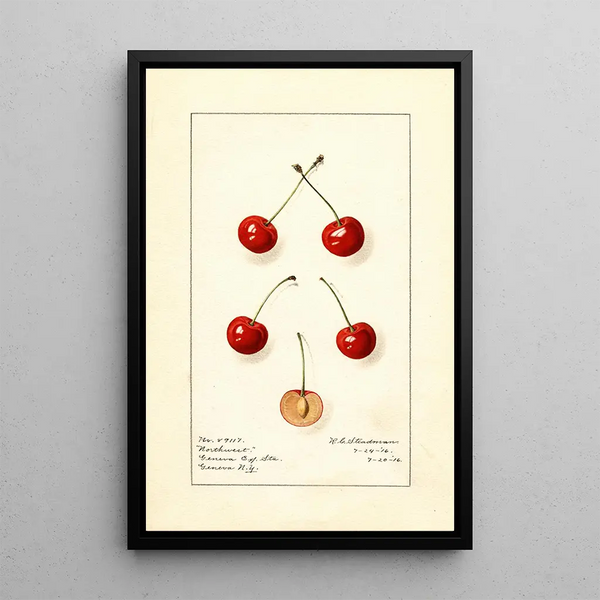 Prunus avium Northwest - Royal Charles Steadman - Royal Charles Steadman — cuadro enmarcado en la pared