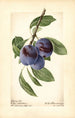 Prunus domestica Lafayette - Royal Charles Steadman - Royal Charles Steadman — artwork view
