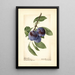 Prunus domestica Lafayette - Royal Charles Steadman - Royal Charles Steadman — framed artwork on a wall