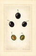 Prunus domestica Mackinan - Royal Charles Steadman - Royal Charles Steadman — vista de la obra