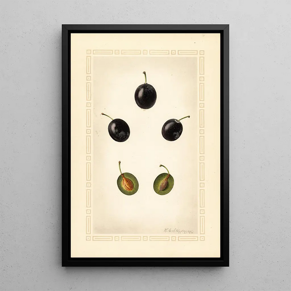 Prunus domestica Mackinan - Royal Charles Steadman - Royal Charles Steadman — cuadro enmarcado en la pared