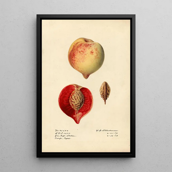 Prunus persica - Royal Charles Steadman - Royal Charles Steadman — cuadro enmarcado en la pared