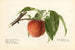 Prunus persica Admiral Dewey - Royal Charles Steadman — vista de la obra