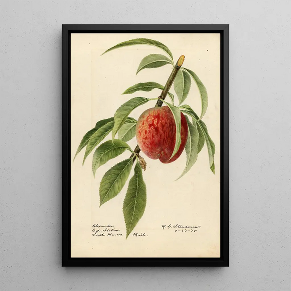 Prunus persica Alexander - Royal Charles Steadman - Royal Charles Steadman | Cuadro — cuadro enmarcado en la pared