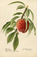 Prunus persica Alexander - Royal Charles Steadman - Royal Charles Steadman — artwork view