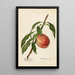 Prunus persica Mayflower - Royal Charles Steadman - Royal Charles Steadman — cuadro enmarcado en la pared