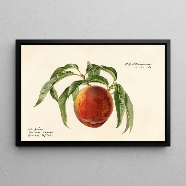 Prunus persica St - Royal Charles Steadman — cuadro enmarcado en la pared