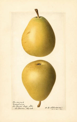 Royal Charles Steadman - Pyrus communis Groveland.webp