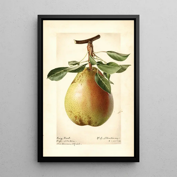 Pyrus communis King Karl - Royal Charles Steadman - Royal Charles Steadman — cuadro enmarcado en la pared