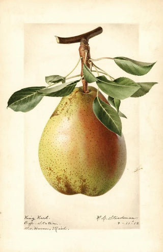 Royal Charles Steadman - Pyrus communis King Karl.webp