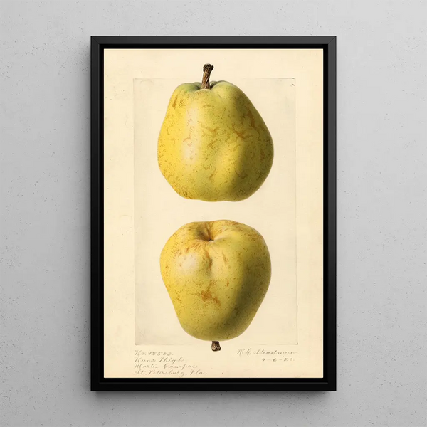 Pyrus communis Nuns Thigh - Royal Charles Steadman - Royal Charles Steadman — cuadro enmarcado en la pared