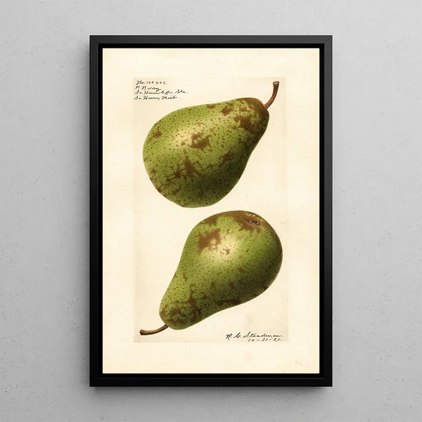 Pyrus communis P - Royal Charles Steadman - Royal Charles Steadman — cuadro enmarcado en la pared