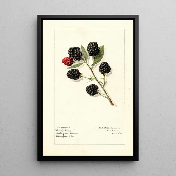 Rubus Early King - Royal Charles Steadman - Royal Charles Steadman — cuadro enmarcado en la pared