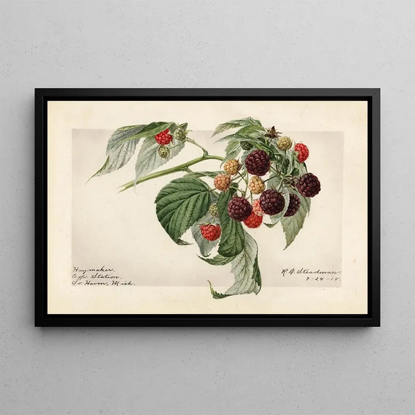 Rubus Haymaker - Royal Charles Steadman — cuadro enmarcado en la pared