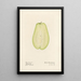 Sechium edule - Royal Charles Steadman - Royal Charles Steadman — cuadro enmarcado en la pared