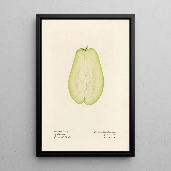 Sechium edule - Royal Charles Steadman - Royal Charles Steadman — cuadro enmarcado en la pared