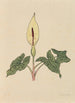 Libro de flores - Rudolf Koch — vista de la obra