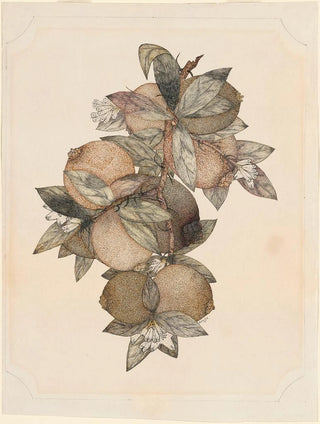 Rufus King - Pomegranate Fruit.webp