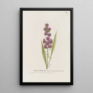 S Fred Prince - Blazing Star gay feather button snakeroot.webp