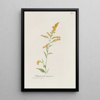 S Fred Prince - Early golden rod.webp
