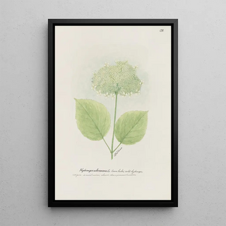 S Fred Prince - Seven barks wild hydrangea.webp