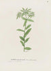 Euphorbia marginata - S Fred Prince — vista de la obra