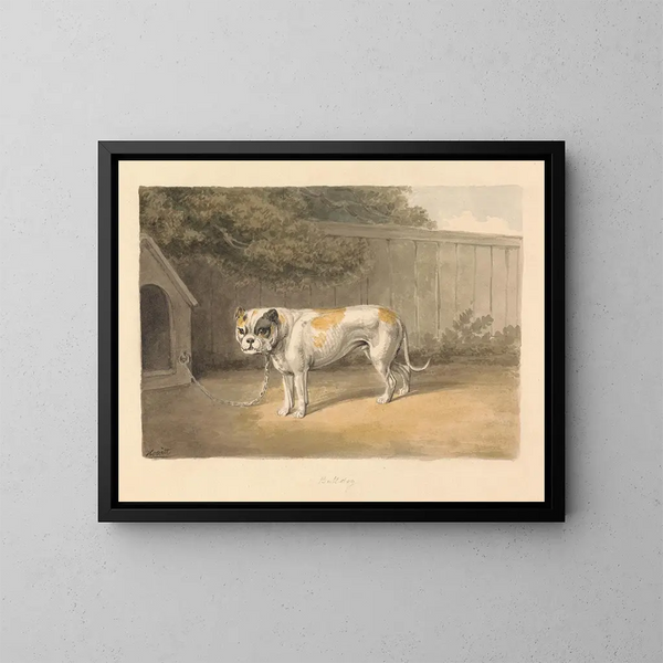 Un bulldog - Samuel Howitt — cuadro enmarcado en la pared