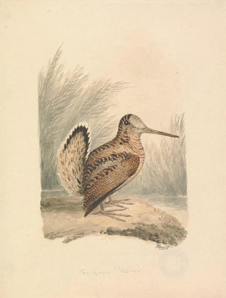 Samuel Howitt - A Woodcock.webp