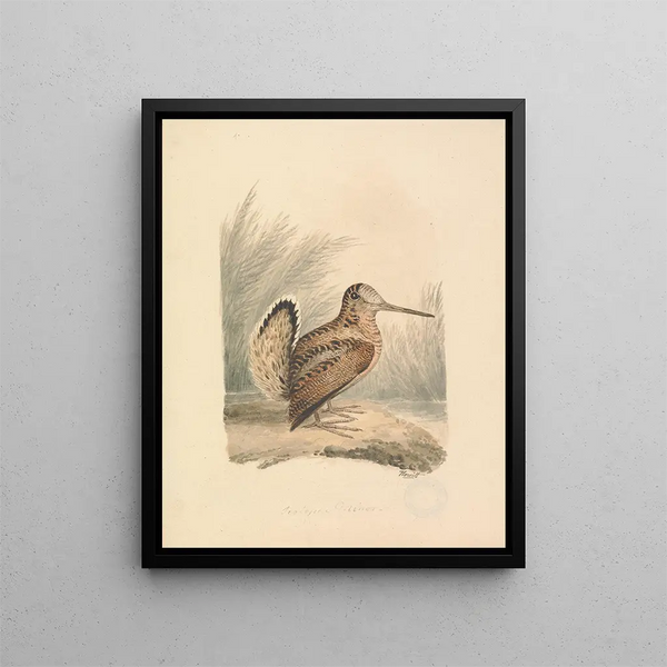 Samuel Howitt - A Woodcock.webp
