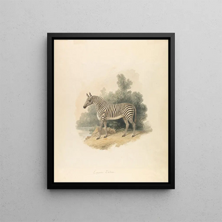 Samuel Howitt - A Zebra.webp