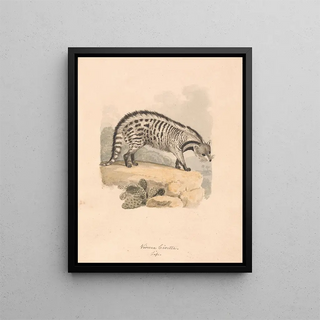 Samuel Howitt - African Civet.webp